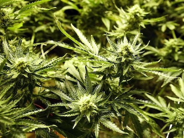 Uruguay comenzará a vender marihuana en farmacias en julio