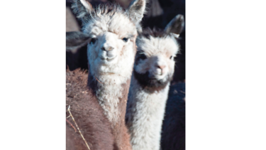 Las alpacas andinas, punta de lanza del negocio textil peruano