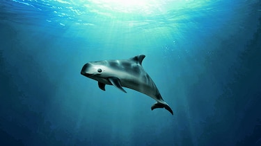 Plan para salvar a la vaquita marina