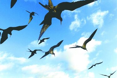 Detectan especie de albatros en Ecuador