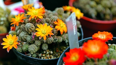 INFORME GLOBAL SOBRE AMENAZAS A LAS PLANTAS