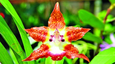 Una muestra sobre orquídeas