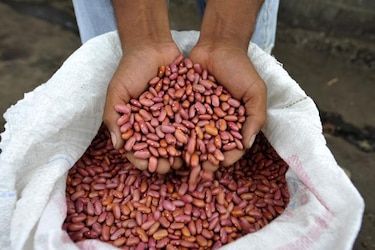 Productores justifican venta de frijol al IMA a $70 el quintal por costos logísticos 