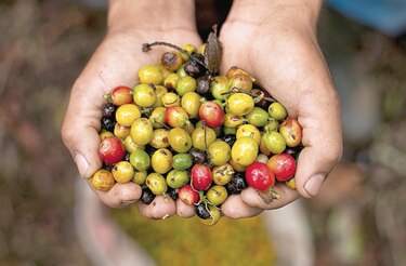 Cosecha de café avanza en pandemia