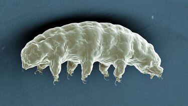 Proteína del ‘osito de agua’ podría proteger el adn