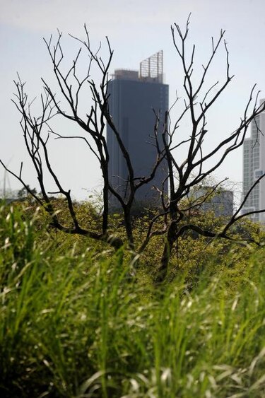 ONU probará una nueva fórmula para conseguir un planeta más verde