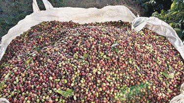 Clima castiga precios del café colombiano