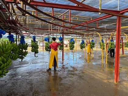 Chiquita reporta la primera cosecha de banano tras la reactivación en Bocas del Toro