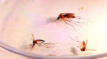 El Gorgas establece la hoja de ruta para la eliminación de la malaria en el país