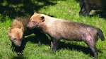 Nuevos reportes sobre el perrito de monte
