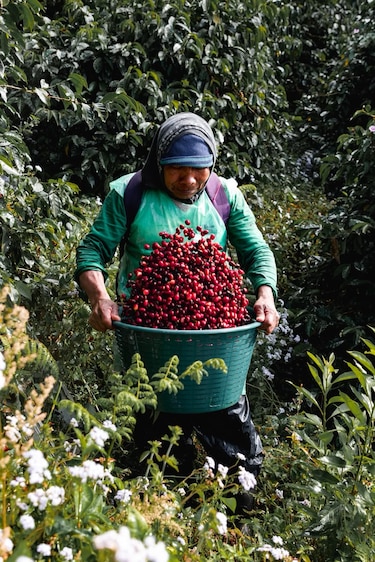 El legado: cómo comenzó la revolución del café de especialidad en Panamá