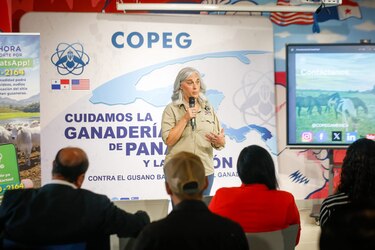 Brote del gusano barrenador en Panamá, en aumento; hay 4 mil 700 casos en tres meses