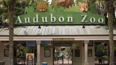 Jaguar escapa de zoológico de Nueva Orleans y mata seis animales