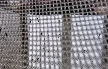 Riesgo bajo o moderado de epidemia del zika en Europa, según OMS
