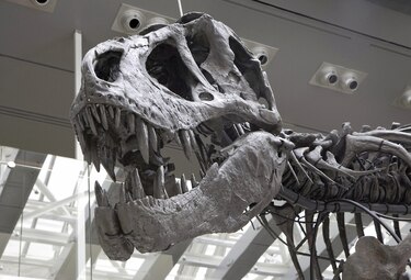 T–Rex enanos no habrían  existido