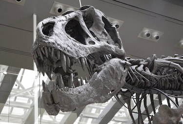 T–Rex enanos no habrían existido