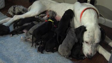 Perra gran danés logra tener 19 cachorros en un solo parto