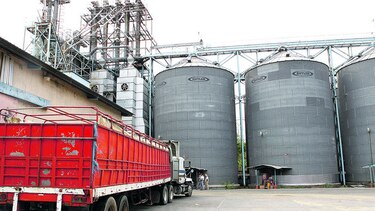 Importación frena compra de maíz local
