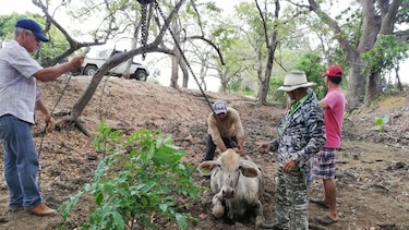 Rescatan ganado de las lagunas en Azuero