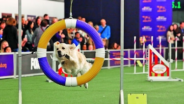 Duelo canino en Nueva York