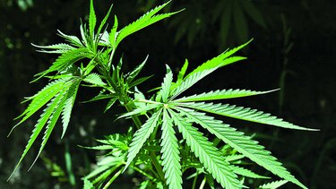 Perú: gobierno busca legalizar la marihuana medicinal