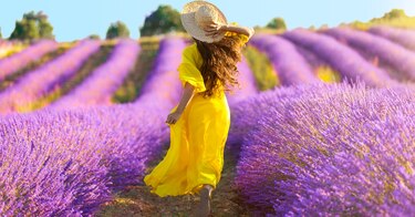 Lavanda, la reina de las aromáticas