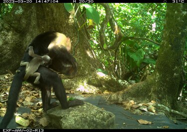 Monos capuchinos en Coiba protagonizan extraños secuestros de crías de otra especie
