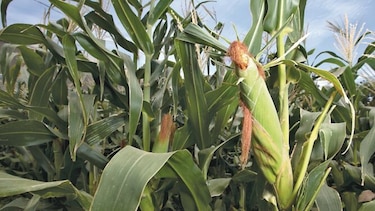Tecnología para una agricultura sostenible