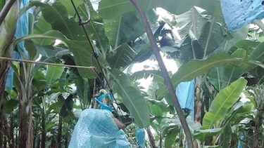 Mil trabajadores paralizan bananera en Bocas del Toro
