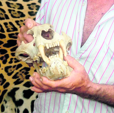 Sustraen colmillos de jaguar que estaba en poder de la Anam