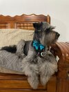 La mascota manda… y el resto de la familia obedece
