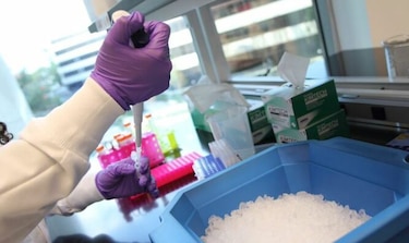 Biotech probará órganos de cerdo para trasplantes para humanos