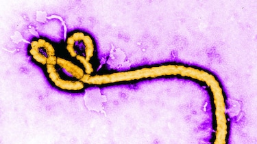 El persistente virus del ébola
