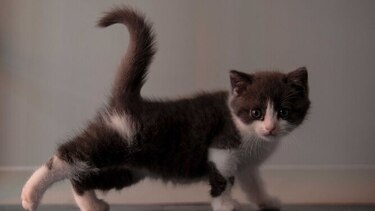 China clona su primer gato
