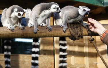 Al borde de extinción 25 especies de primates