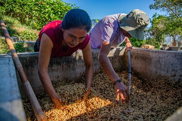 Cafés especiales, la apuesta de Latinoamérica para afrontar la crisis en el sector cafetalero