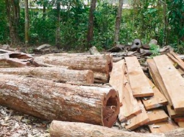 Extraen madera a gran escala en las comarcas