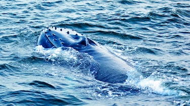 Santuario para ballenas, a debate