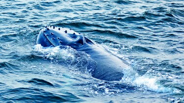 Santuario para ballenas, a debate
