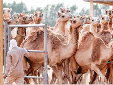 Dubái y sus ‘bellos’ camellos clonados