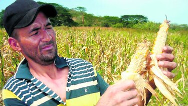 ‘Diente de perro’ continúa afectando la producción maicera