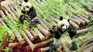 Pandas gigantes, amenazados por el cambio climático