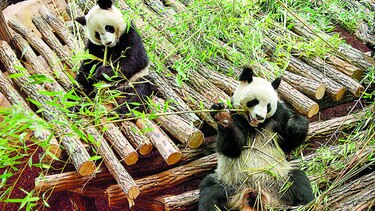 Pandas gigantes, amenazados por el cambio climático