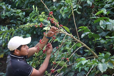 $13,518 el kilo de café geisha panameño, el nuevo récord logrado en Corea del Sur