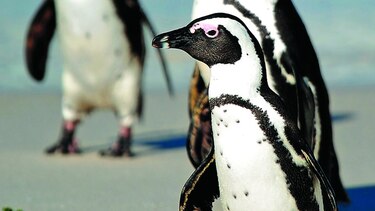 Hombres ‘liberan’ a un pingüino