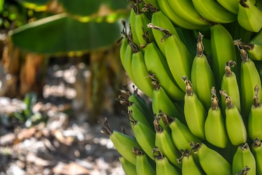 Banano y sangre: la condena a Chiquita Brands por financiar a paramilitares en Colombia