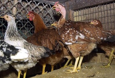 Unas 870 mil aves muertas por influenza aviar en México