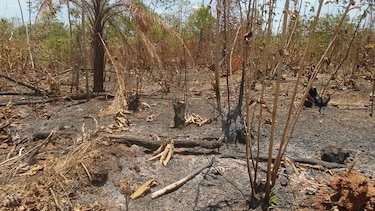 Cerca de 10 especies de árboles fueron afectadas por fuego en área reforestada
