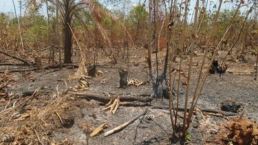 Cerca de 10 especies de árboles fueron afectadas por fuego en área reforestada