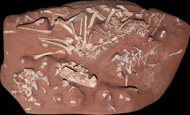 Descubren una nueva especie de dinosaurio ‘muy raro’ en Brasil